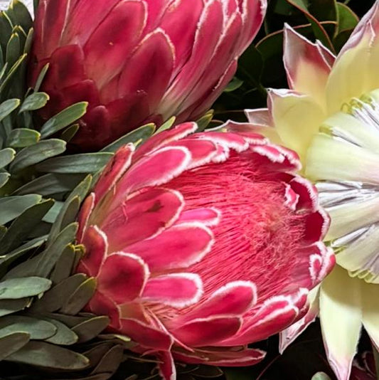 Protea Stem | Flowers