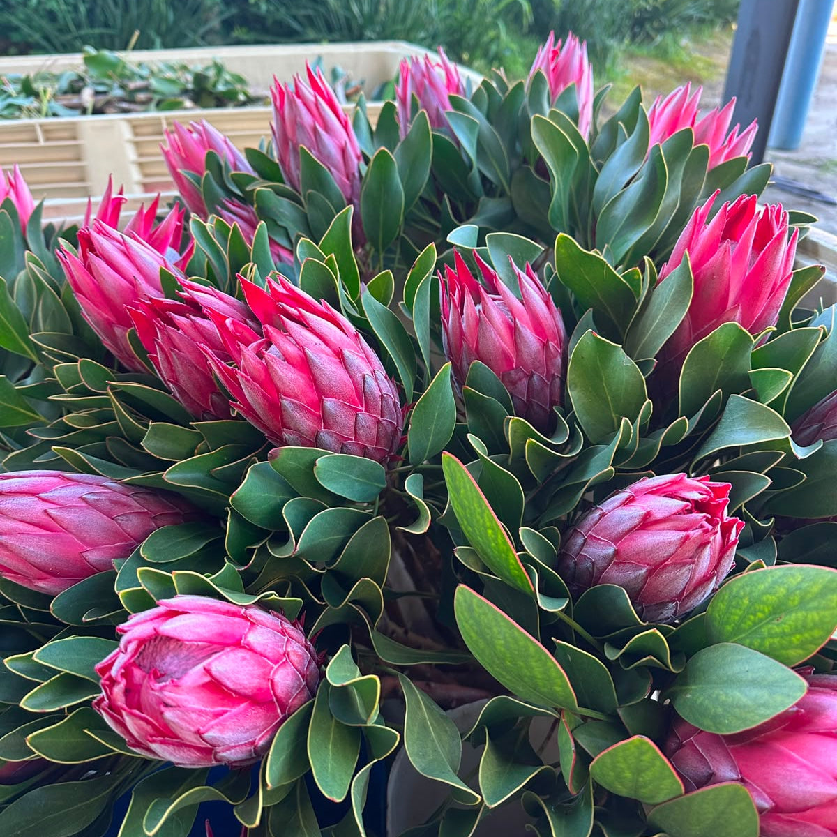 Madiba Proteas